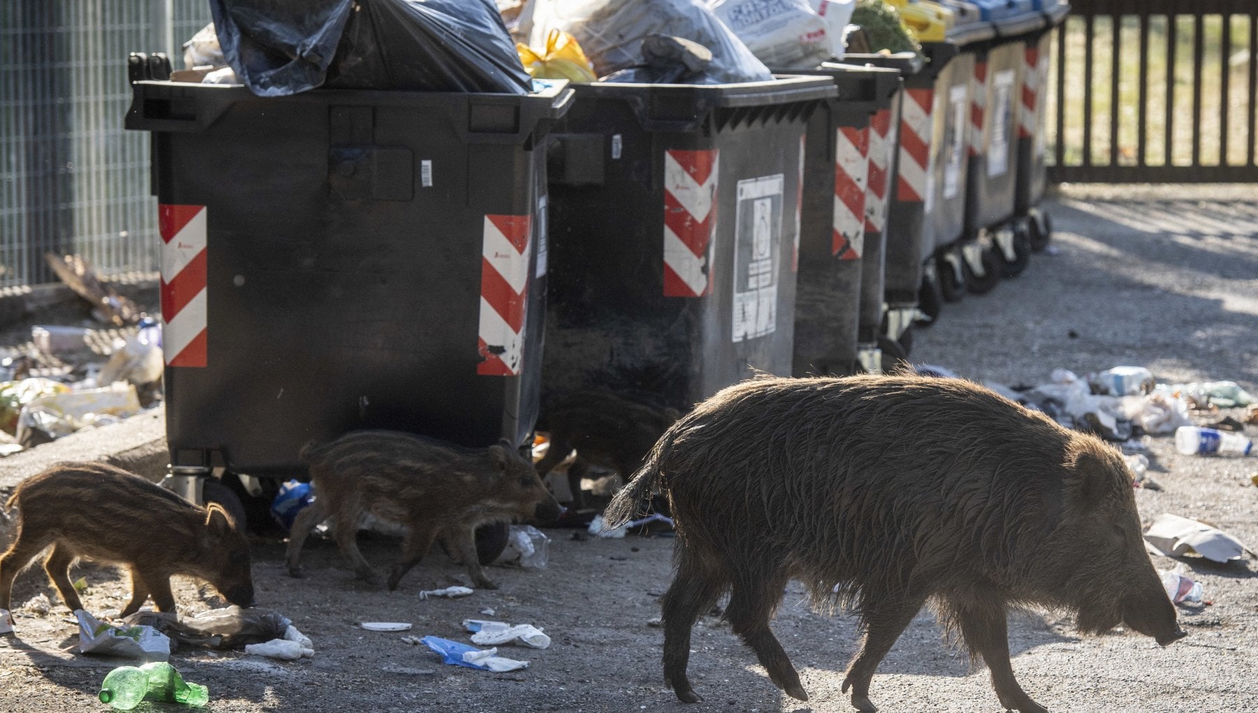 Un Branco Di Cinghiali Devasta Un Condominio Dietro Il Vaticano Fuori